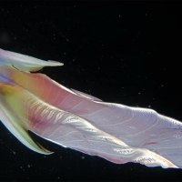 rainbow blanket octopus