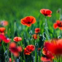 Poppy Field