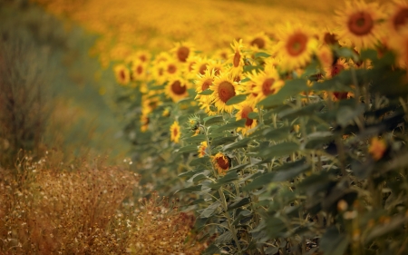 Sunflower - Sunflower, nature, leaf, tree