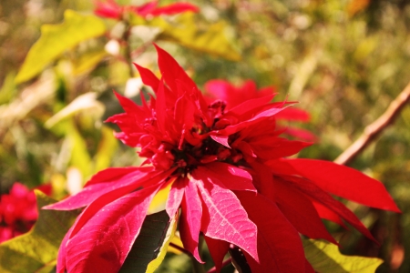 Flower - bloom, nature, blossom, red, flower