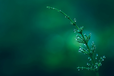 Water drops on petals - Branch, Nature, Drops, Night