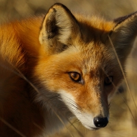 red fox