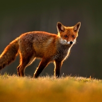 red fox