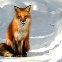 red fox