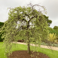 Weeping Tree