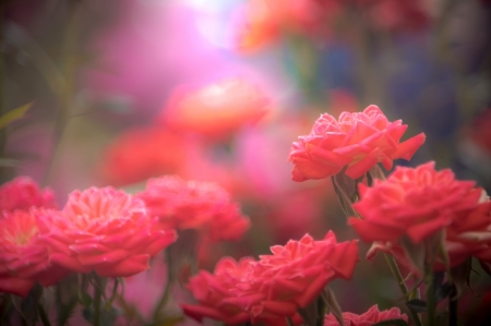 Beautiful Flowers