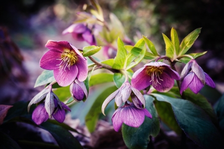 Beautiful Flowers - nature, flowers, plants, bloom