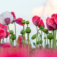 Poppy field