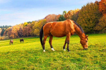 Horses field - animal, field, grass, horse