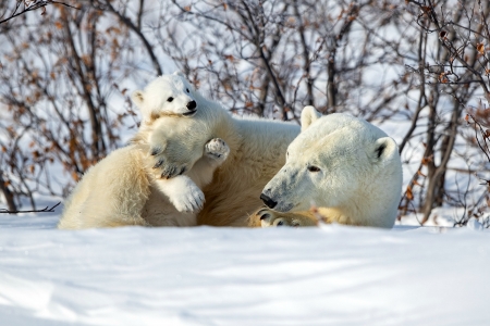 Mother Polar Bear and her Infant Cub