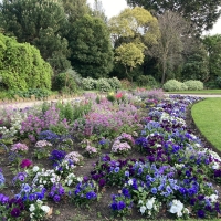 Spring Flowers