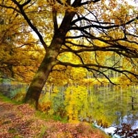 Autumn reflections