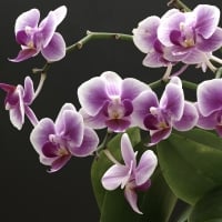 Orchids