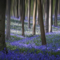 Bluebells carpet the forest floor