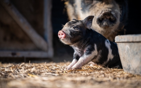 Piglet - piglet, animal, farm, baby