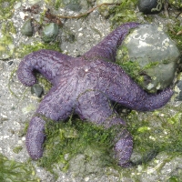 purple ocre sea star