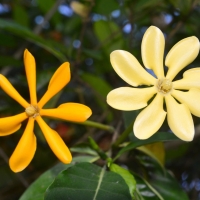 Pretty golden-yellow flowers