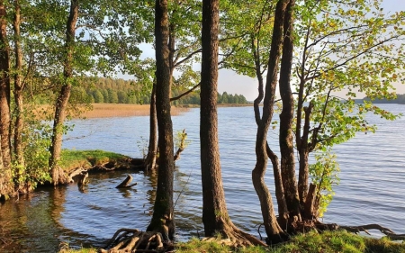 Lake in Latvia - Latvia, lake, trees, nature