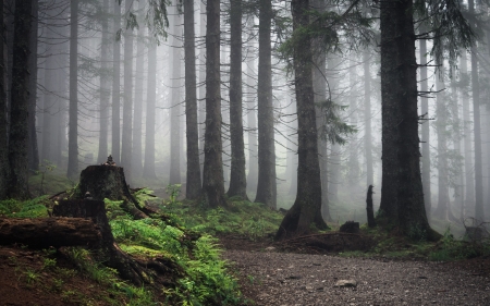 Forest in Germany - trees, forest, Germany, mist