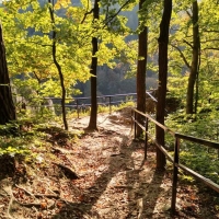 Forest in Poland