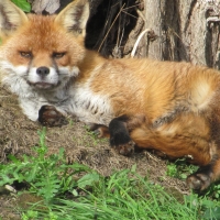 Foxy Chill-Out Zone