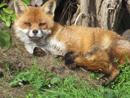 Foxy Chill-Out Zone - Gardens, Animals, Foxes, UK, Vixens, Kent