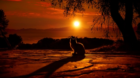 Cat watching sunset