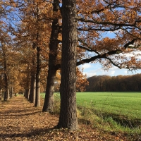 Avenue in Netherlands