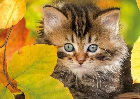 Sweet Kitten - kitten, autumn, colors, cat, leaves