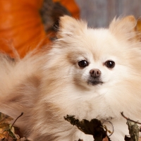 Autumn Pom