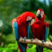 Red Macaws