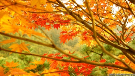 Leaves of Orange - fall, orange, leaves, autumn