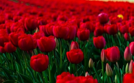 Red Beauties - flowers, tulips, beautiful, red, field