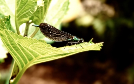 black dragonfly