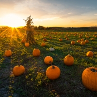 pumpkin patch