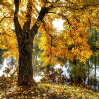 Tree by Pond