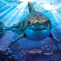 Great White Shark Art