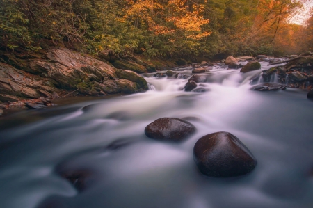 Golden Hour in the Greenbrier - Great Smoky Mountains National Park - usa, trees, water, sall, autumn, colors, rocks, leaves