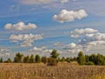 Autumn Meadow