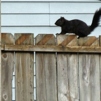 Squirrel on the Fence