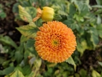 Dahlia