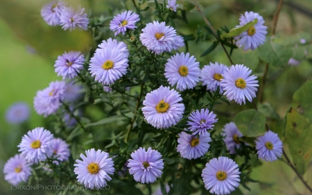 Asters - flowers, Latvia, purple, asters