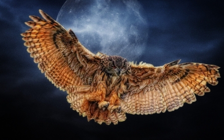 owl moon - bird, flying, moon, owl, wingsout