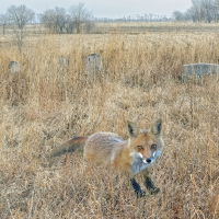 Fox in a Graveyard