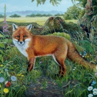 The Red Fox