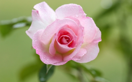 Rose - rose, flower, nature, pink