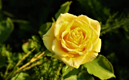 Rose - rose, flower, yellow, nature