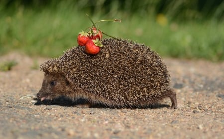 Hedgehog with Strawberries - strawberries, rodent, animal, hedgehog