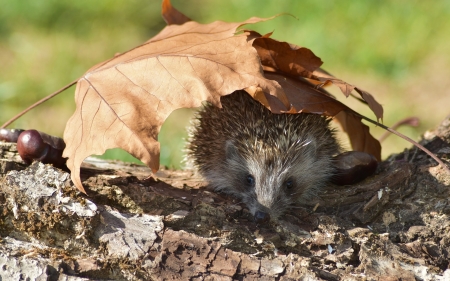 Hedgehog under Leaf - animal, nature, hedgehog, leaves