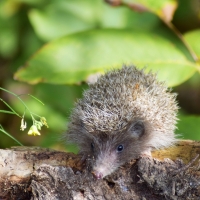 Hedgehog Baby